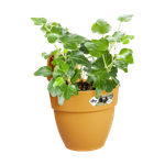 vibia campana easy hanger small honey yellow